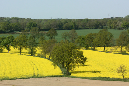 Wallhecke Wallhecke